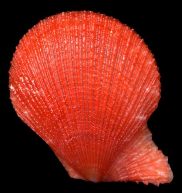 Clamys multistriata